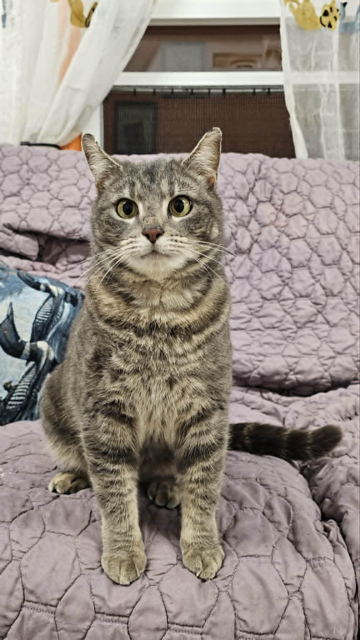Jane Doe, a ADOPTABLE mixed breed in St. Maries, ID image 6/6