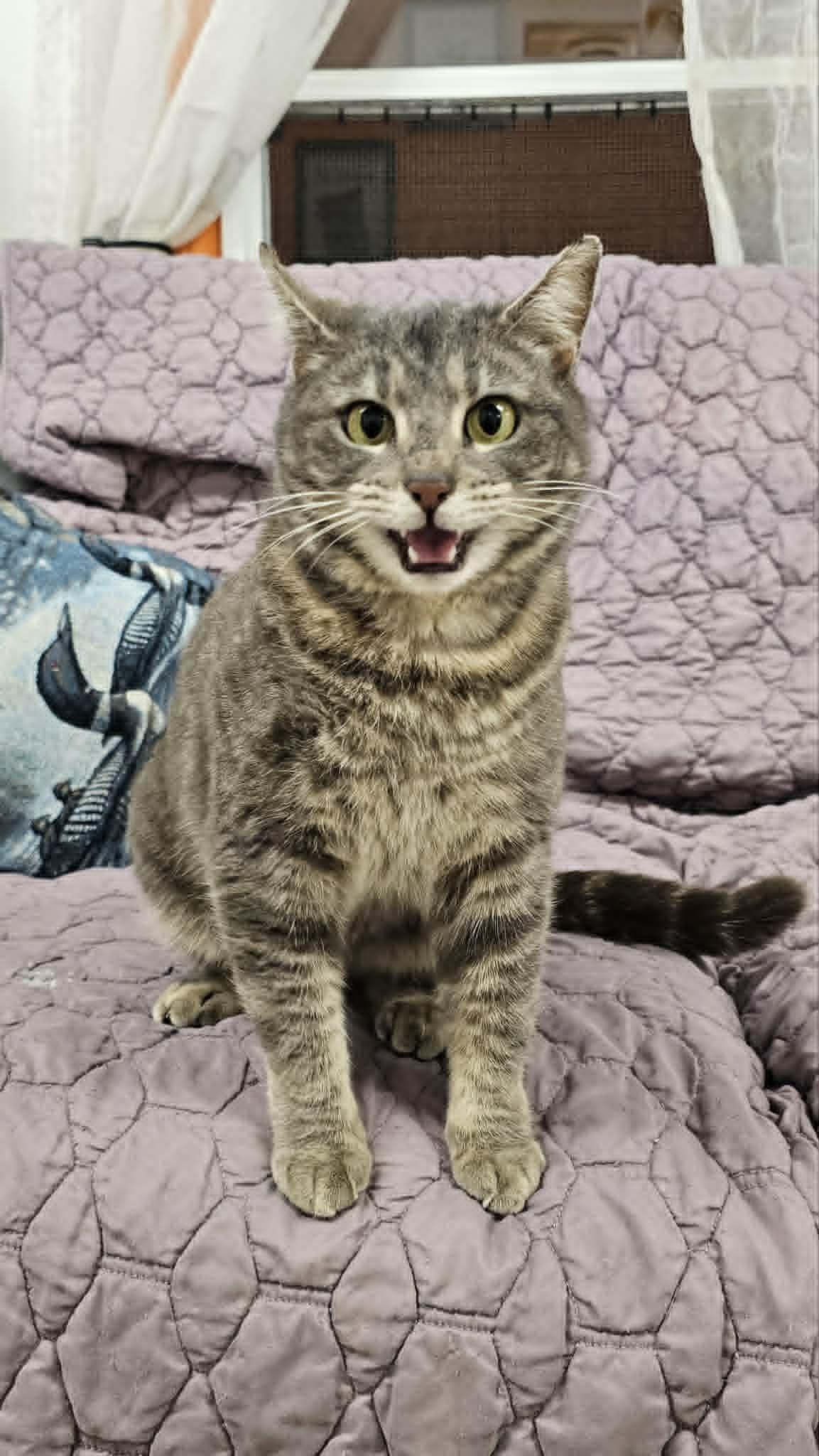 Jane Doe, a ADOPTABLE mixed breed in St. Maries, ID image 5/6