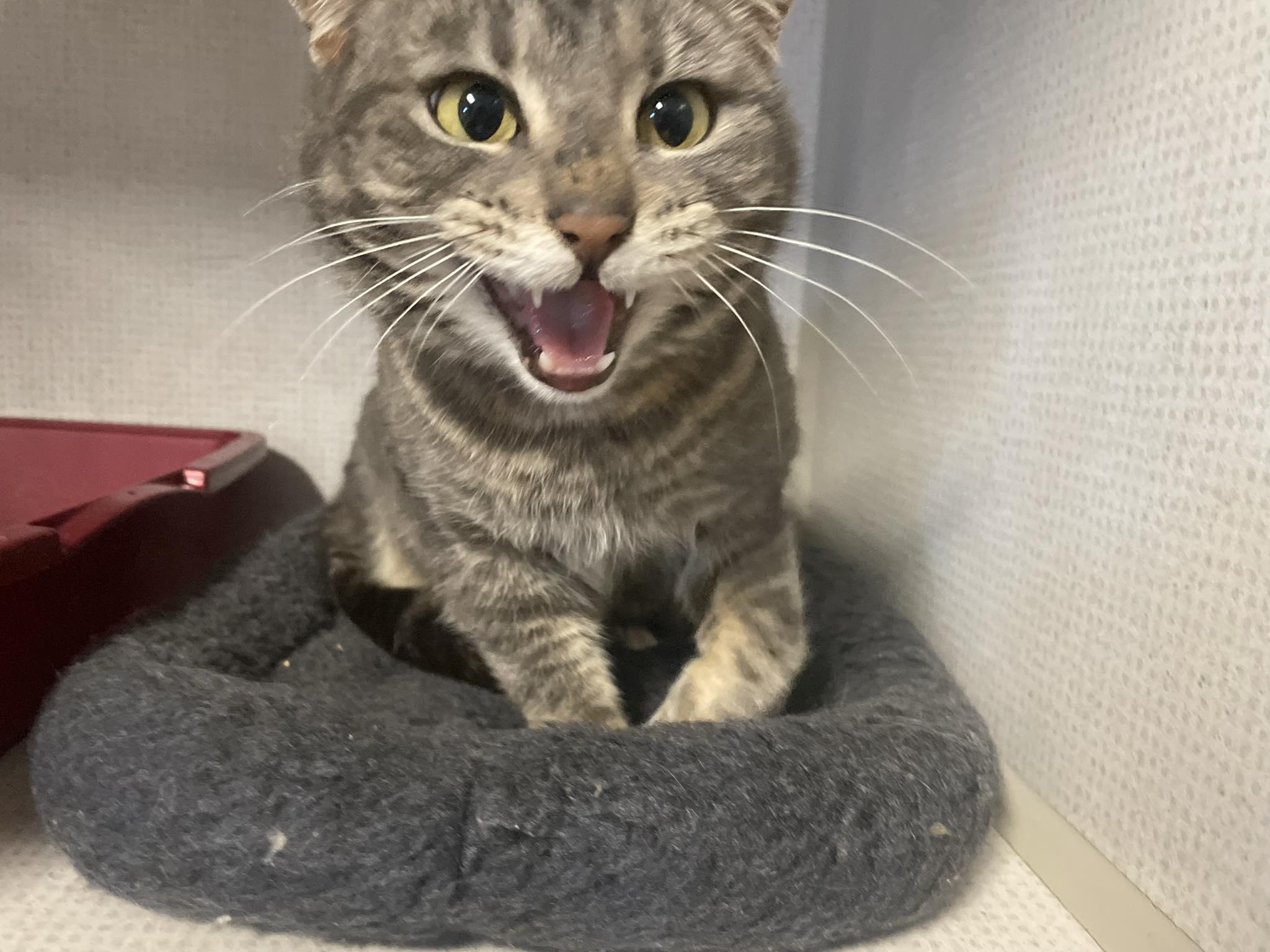 Jane Doe, a ADOPTABLE mixed breed in St. Maries, ID image 3/6