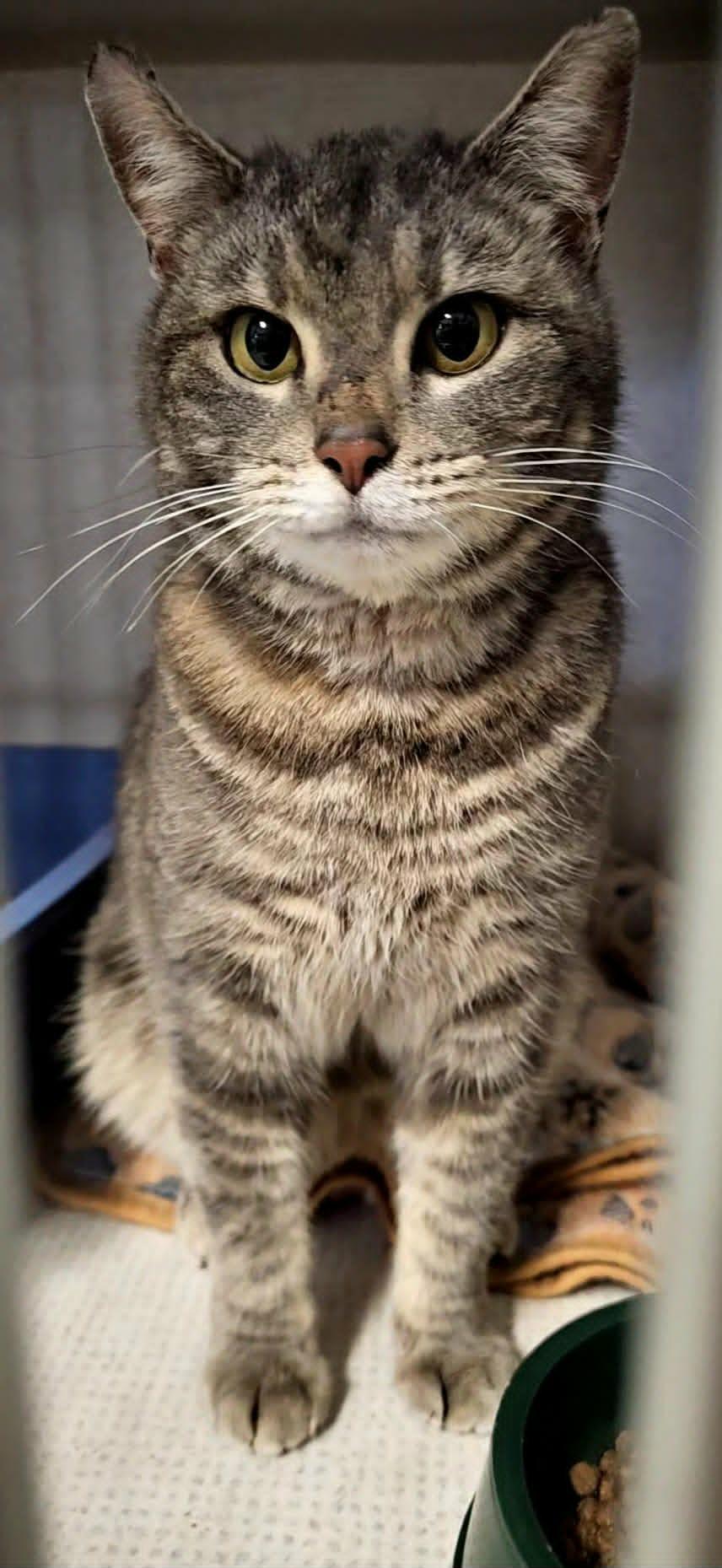 Jane Doe, ADOPTABLE, Adult Female American Shorthair.