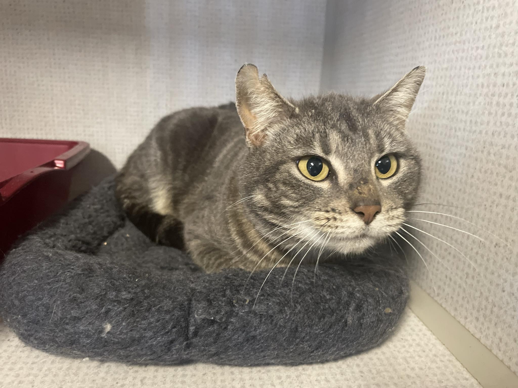 Jane Doe, a ADOPTABLE mixed breed in St. Maries, ID image 4/6