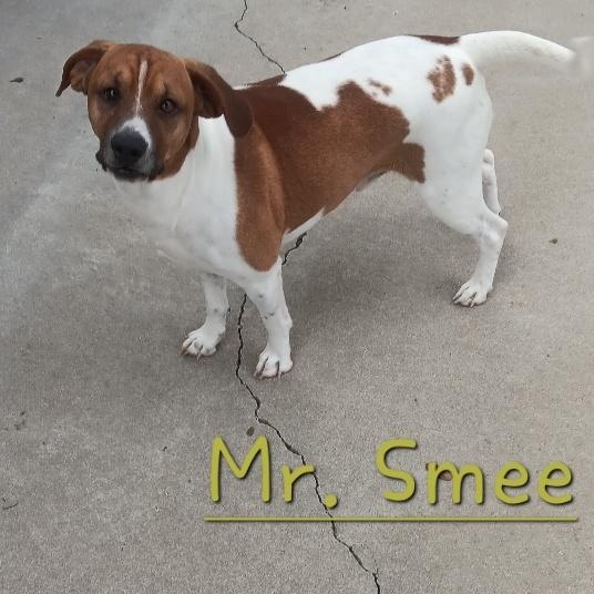 Enlarge MR SMEE, a Adoptable mixed breed in Carmel, IN image 1/2