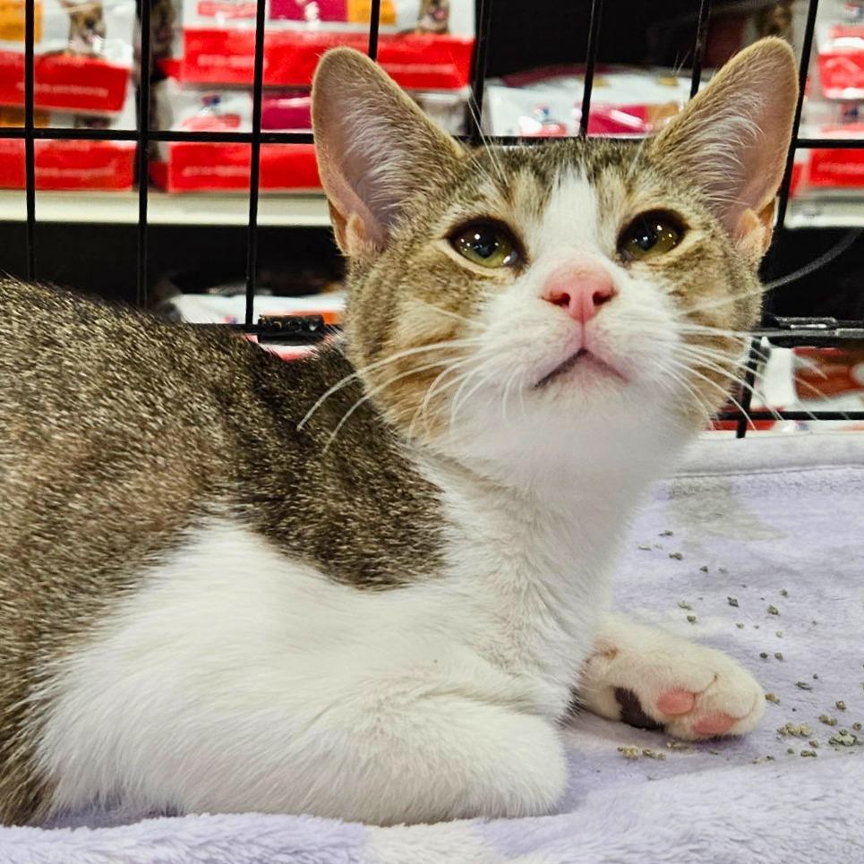 Peppermint, Adoptable, Kitten Male Domestic Short Hair.