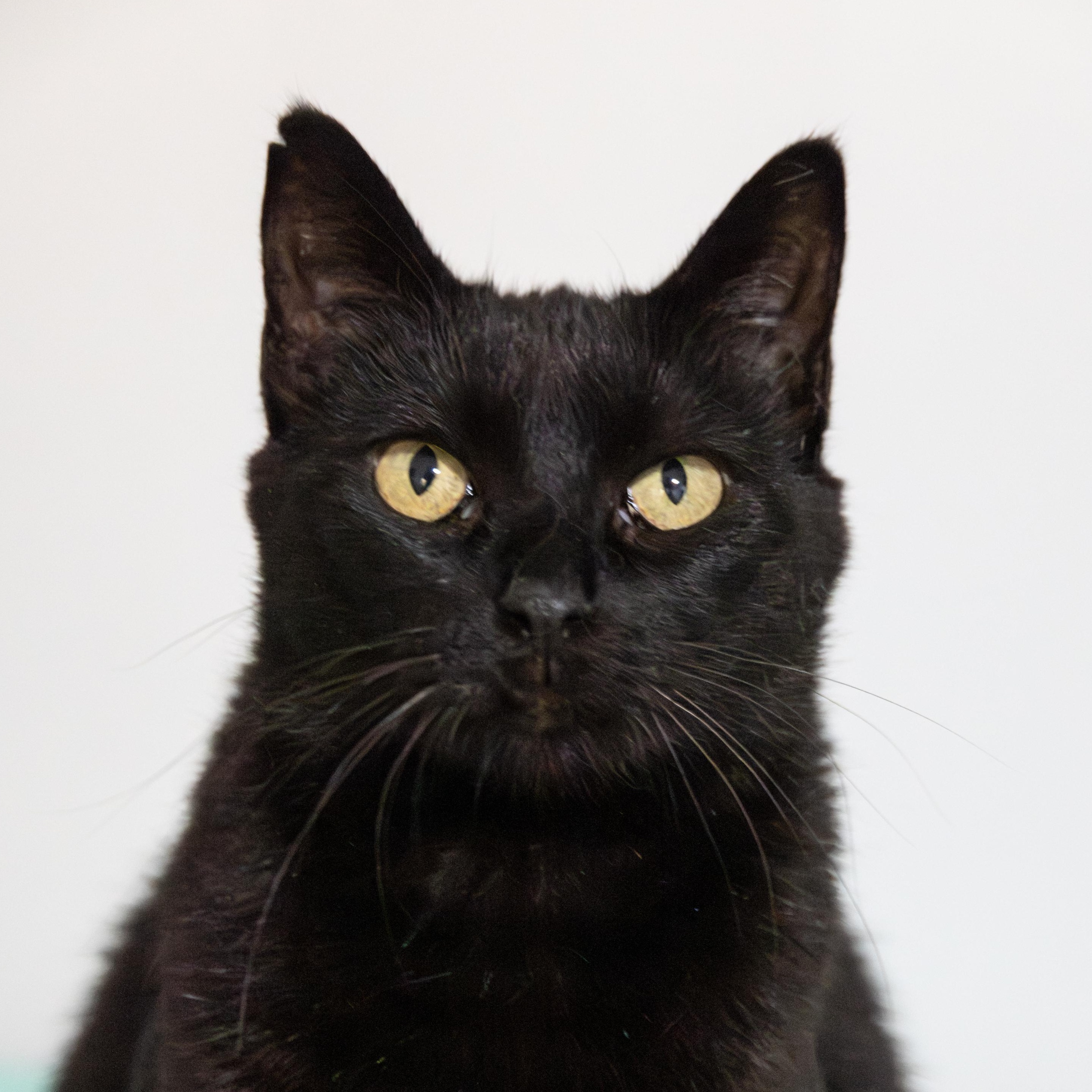 Cedar, an adoptable Domestic Short Hair in Richland Center, WI, 53581 | Photo Image 4