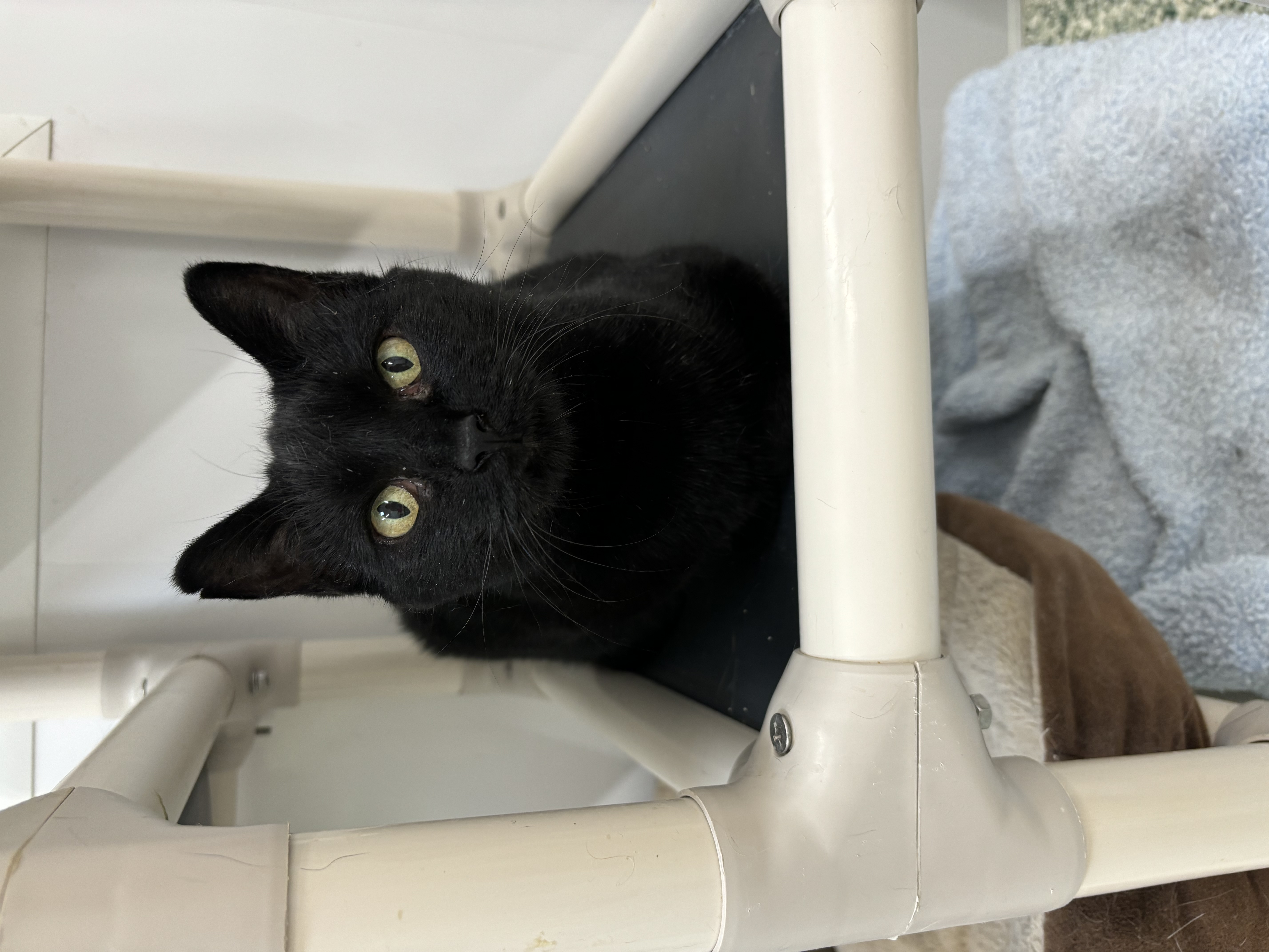 Cedar, an adoptable Domestic Short Hair in Richland Center, WI, 53581 | Photo Image 5
