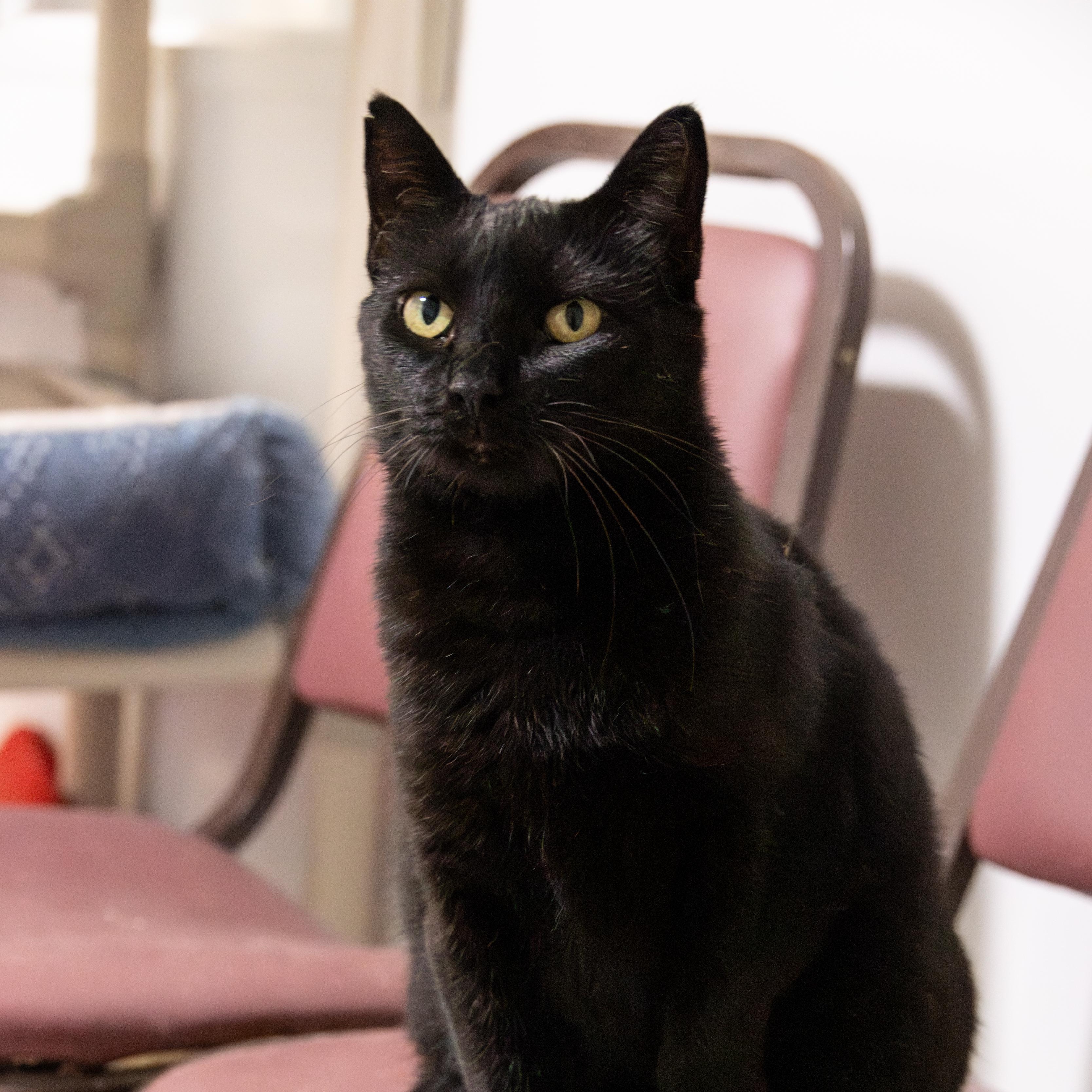 Cedar, an adoptable Domestic Short Hair in Richland Center, WI, 53581 | Photo Image 3