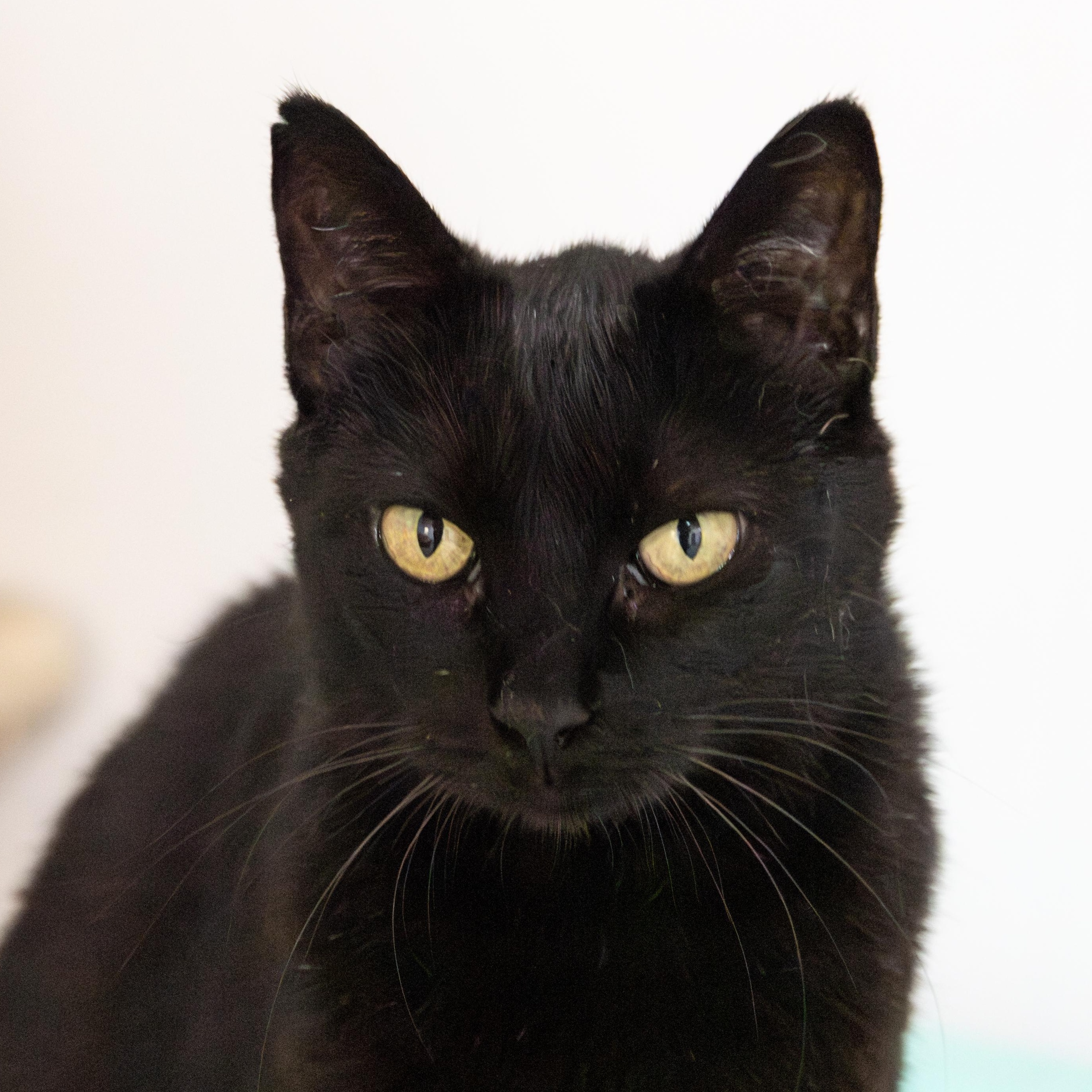 Cedar, an adoptable Domestic Short Hair in Richland Center, WI, 53581 | Photo Image 1