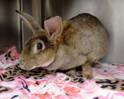 JoJo, Adoptable, Adult Female Rex.