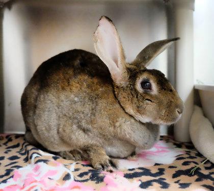 Enlarge JoJo, a Adoptable Rex in Ann Arbor, MI image 2/4