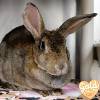 Enlarge JoJo, a Adoptable Rex in Ann Arbor, MI image 3/4