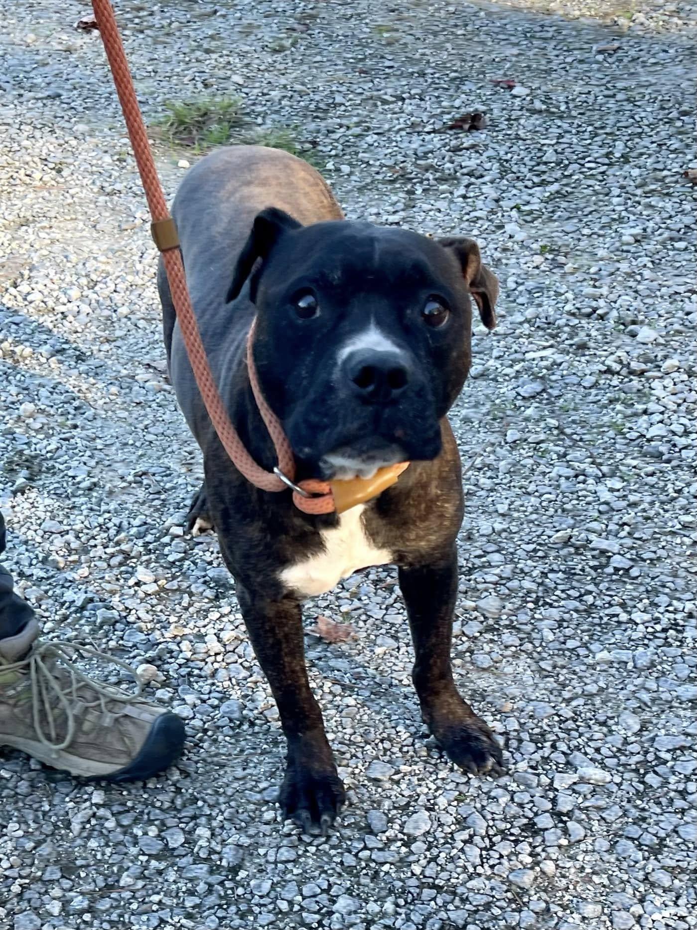 Bosco ID#24395D, Adult Male Mixed Breed