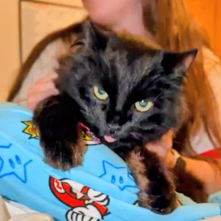 Enlarge Bing Bong, a Adoptable Domestic Long Hair in Monroe, MI image 1/2