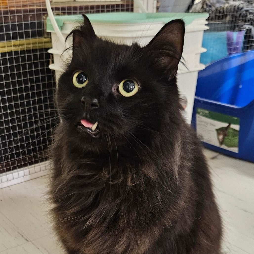 Enlarge Bing Bong, a Adoptable Domestic Long Hair in Monroe, MI image 2/2