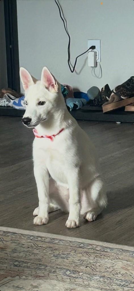 Coco, ADOPTABLE, Young Female American Eskimo Dog & Klee Kai.