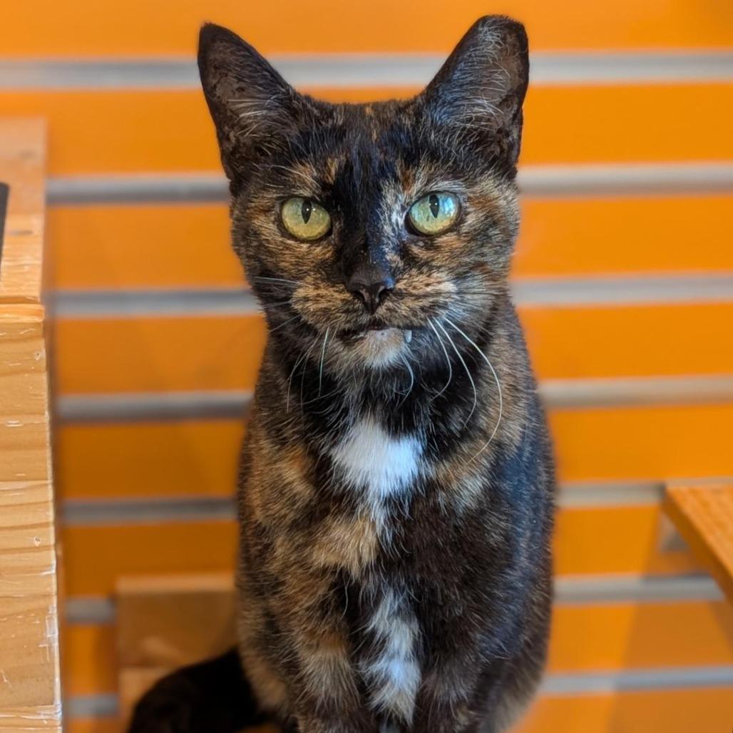 Enlarge Half, a Adoptable Domestic Short Hair in Washington Township, OH image 1/6