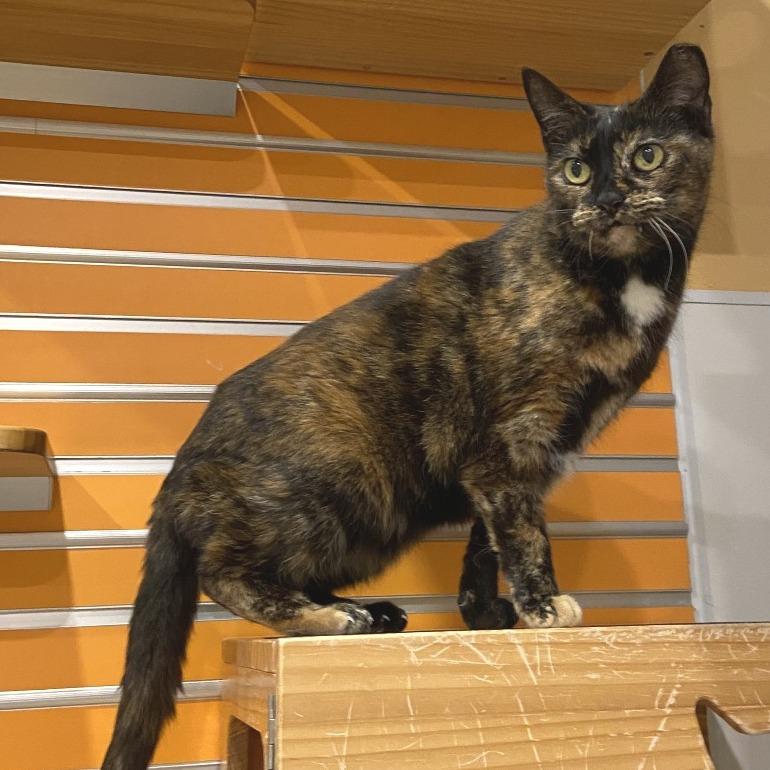 Enlarge Half, a Adoptable Domestic Short Hair in Washington Township, OH image 2/6