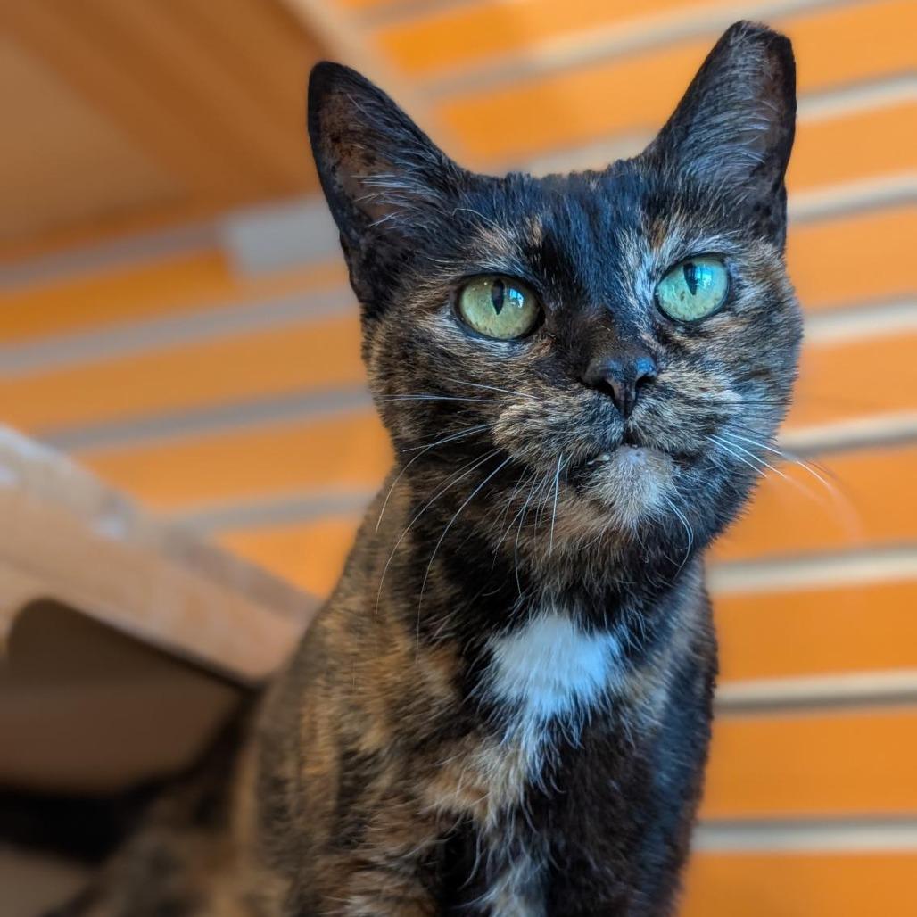 Enlarge Half, a Adoptable Domestic Short Hair in Washington Township, OH image 3/6