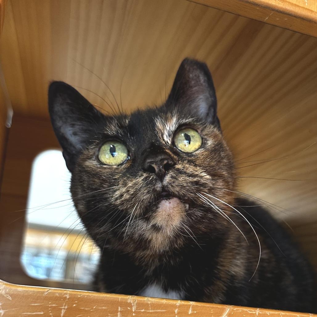 Enlarge Half, a Adoptable Domestic Short Hair in Washington Township, OH image 4/6