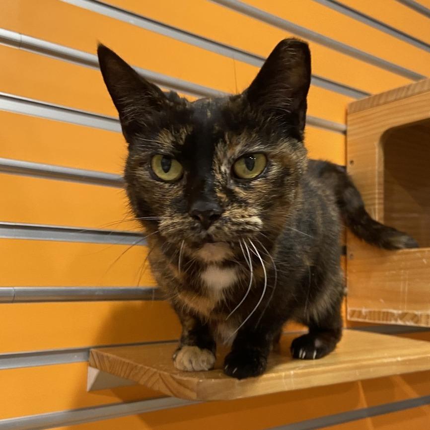 Enlarge Half, a Adoptable Domestic Short Hair in Washington Township, OH image 5/6