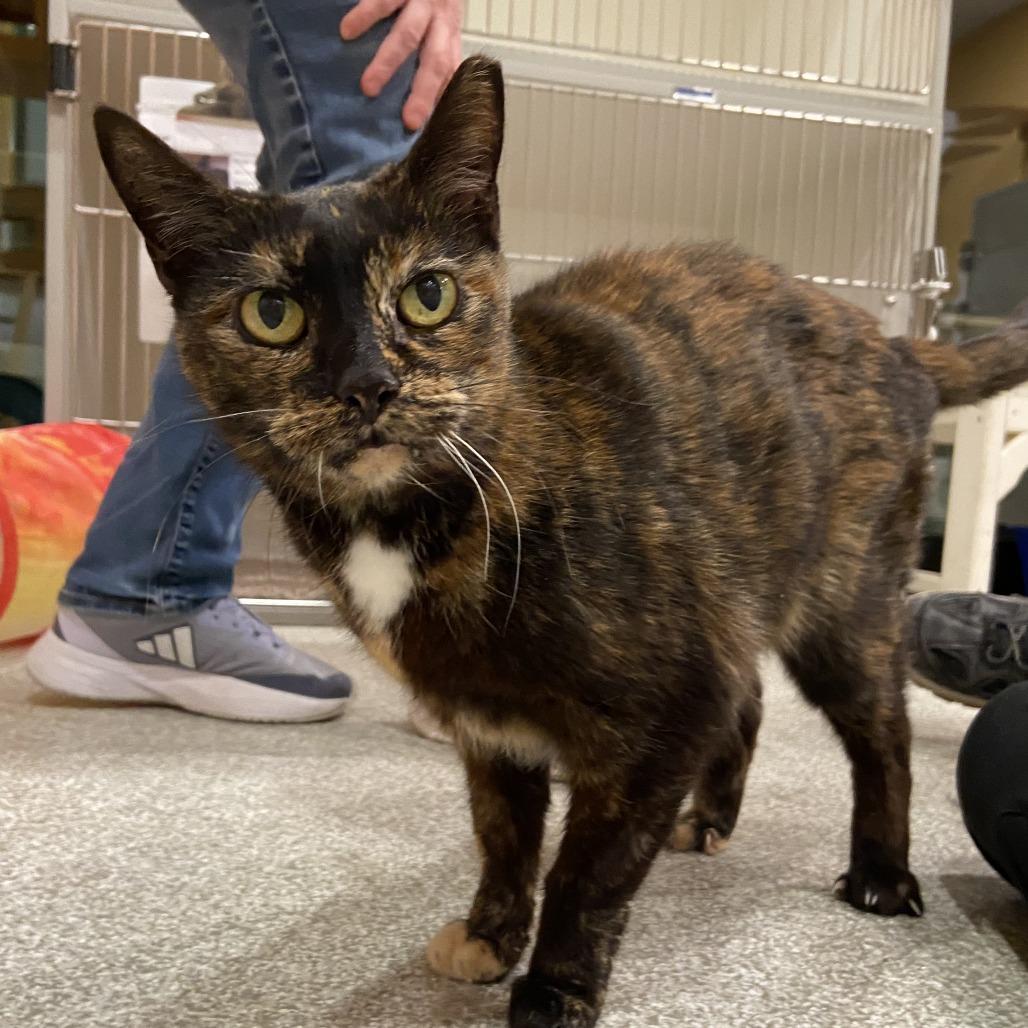 Enlarge Half, a Adoptable Domestic Short Hair in Washington Township, OH image 6/6