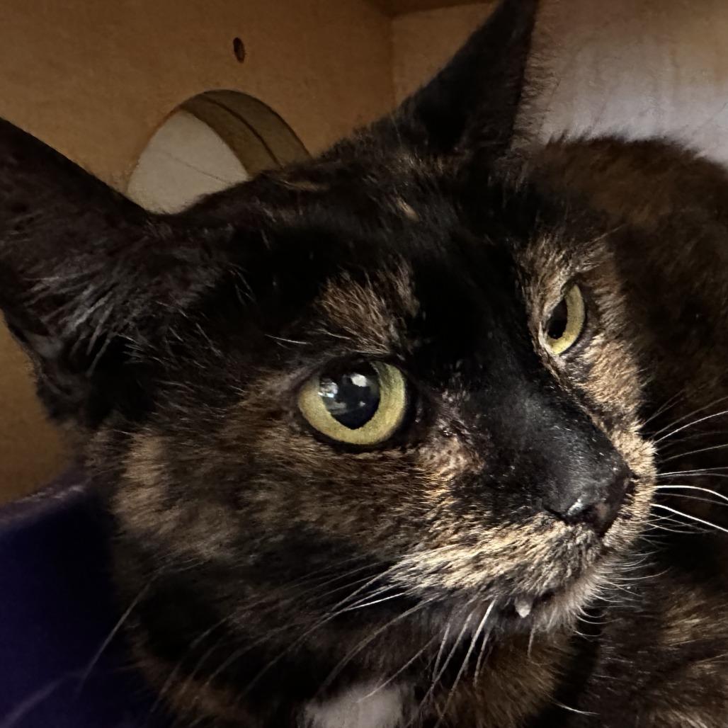 Half, Adoptable, Senior Female Domestic Short Hair.