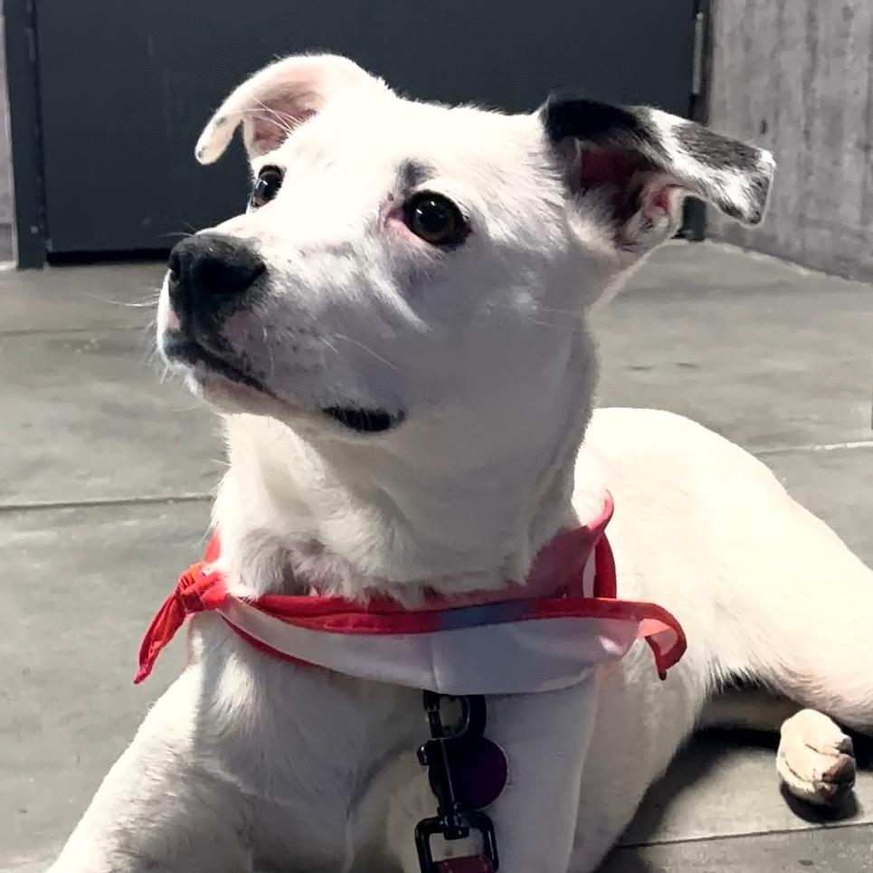 Enlarge Iliana, a Adoptable mixed breed in Brooklyn, NY image 2/6