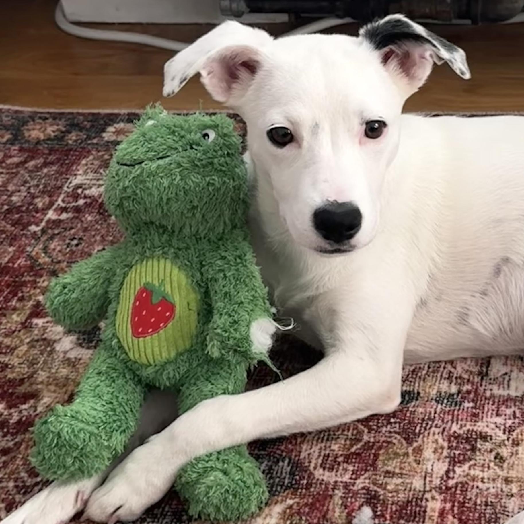 Enlarge Iliana, a Adoptable mixed breed in Brooklyn, NY image 1/6