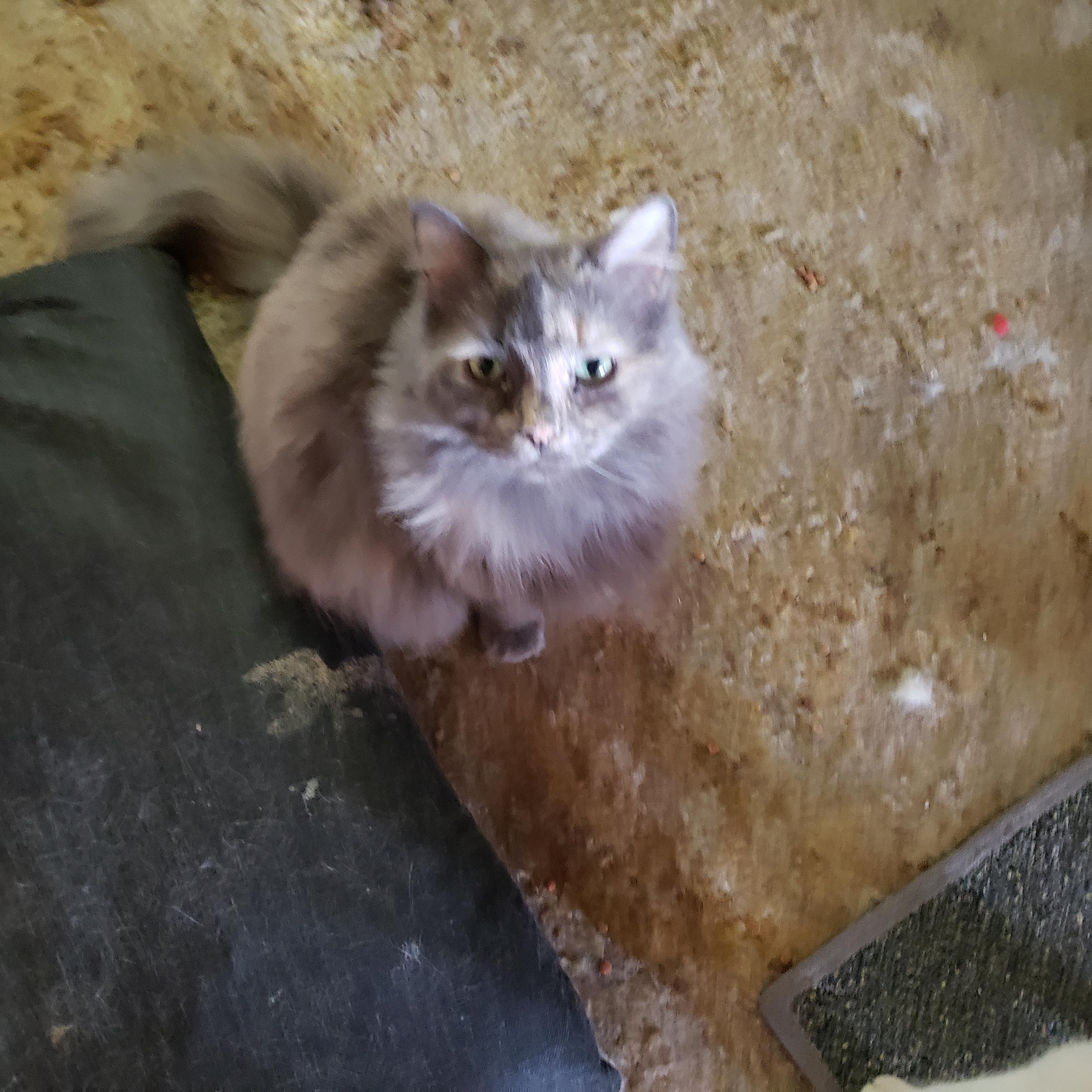 Enlarge Sissy, a Adoptable Domestic Long Hair in Carson City, NV image 1/1