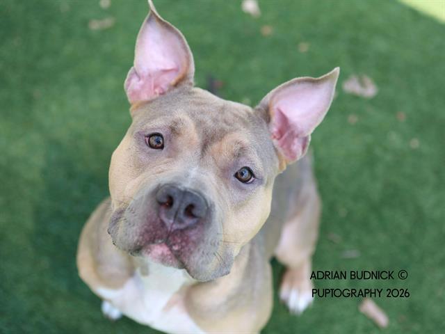 Turnip, adoptable, Adult Female Mixed Breed.