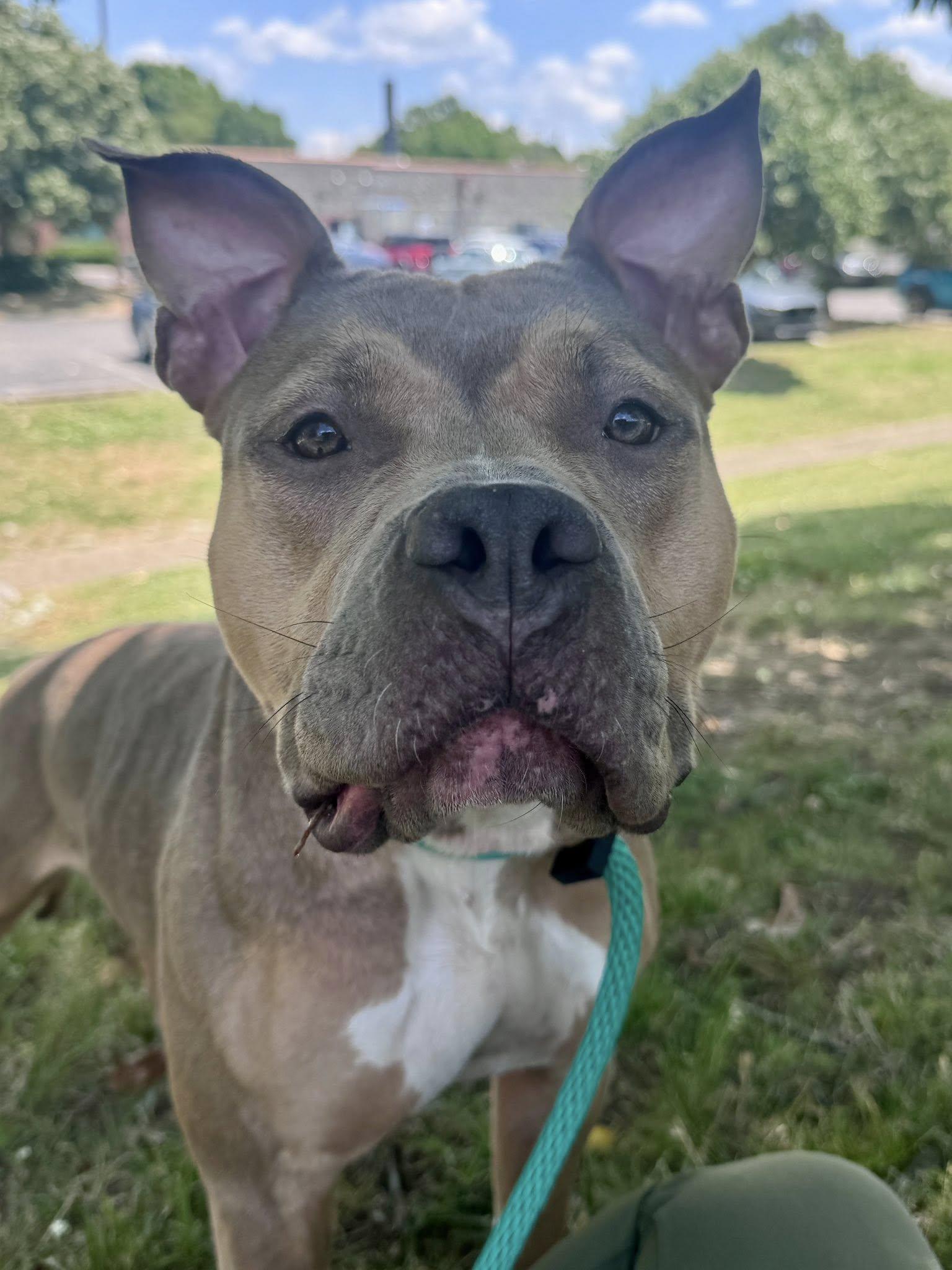 Turnip, an adoptable mixed breed in Nashville, TN image 3/3