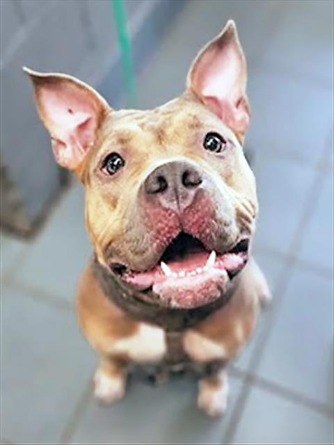 Turnip, adoptable, Adult Female Mixed Breed.