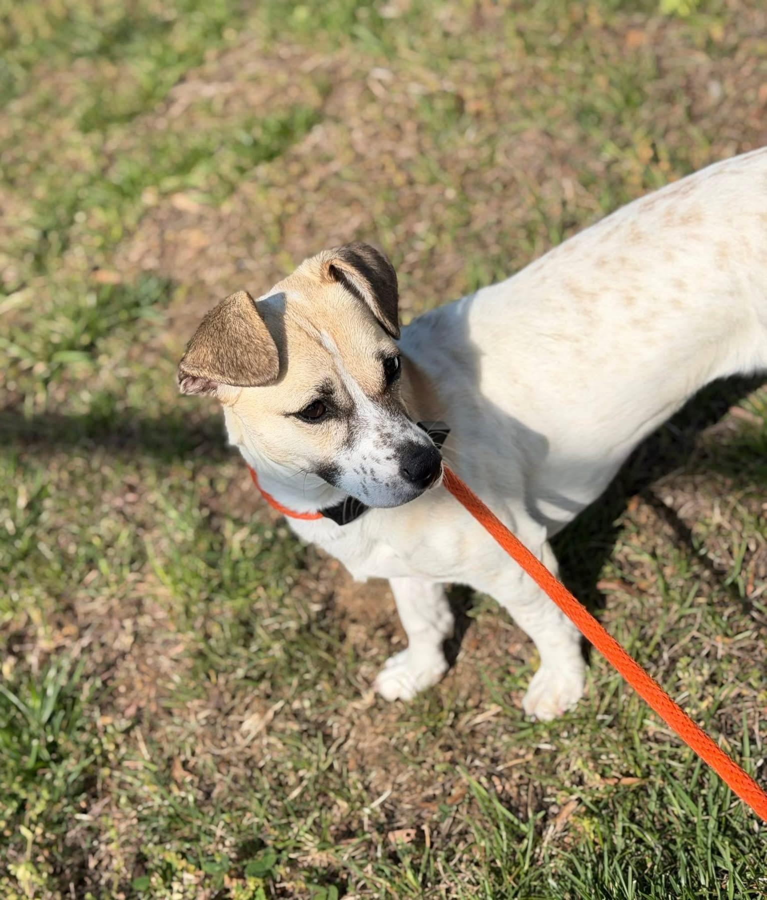 Enlarge Churro (ID 51156/1307), an adopted mixed breed in Manassas, VA image 1/1