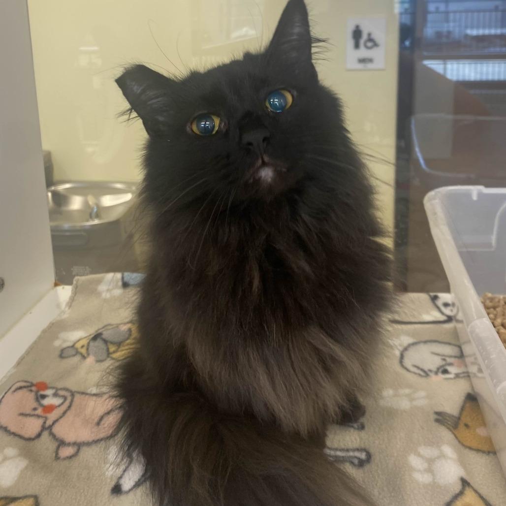 JoJo, Adoptable, Adult Female Domestic Long Hair.