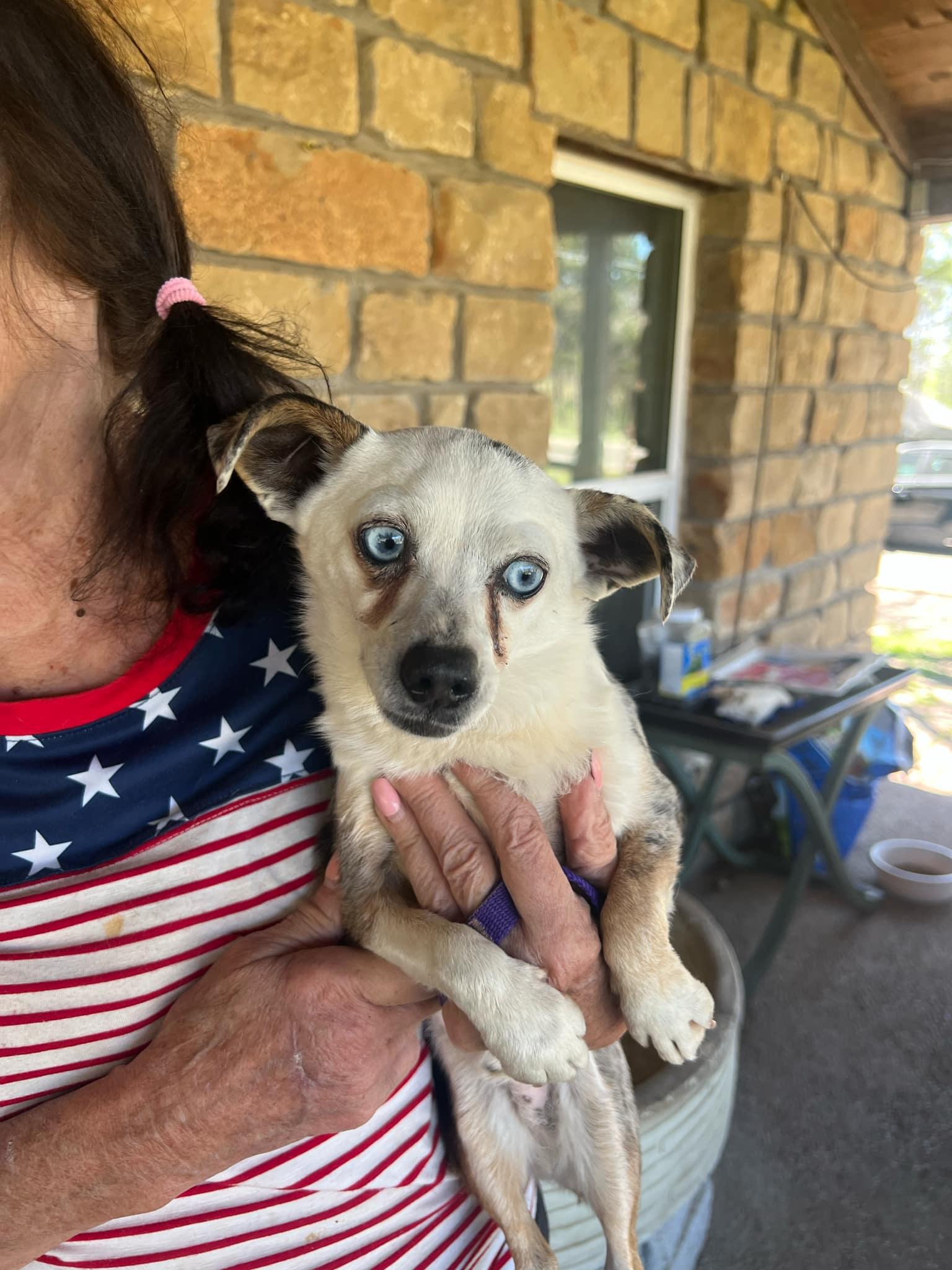 Chico, a Adoptable mixed breed in Weatherford, TX image 3/3