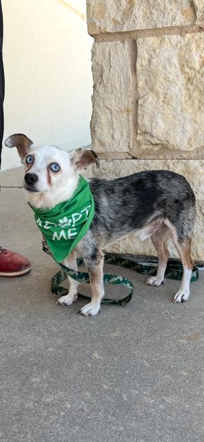 Chico, a Adoptable mixed breed in Weatherford, TX image 2/3
