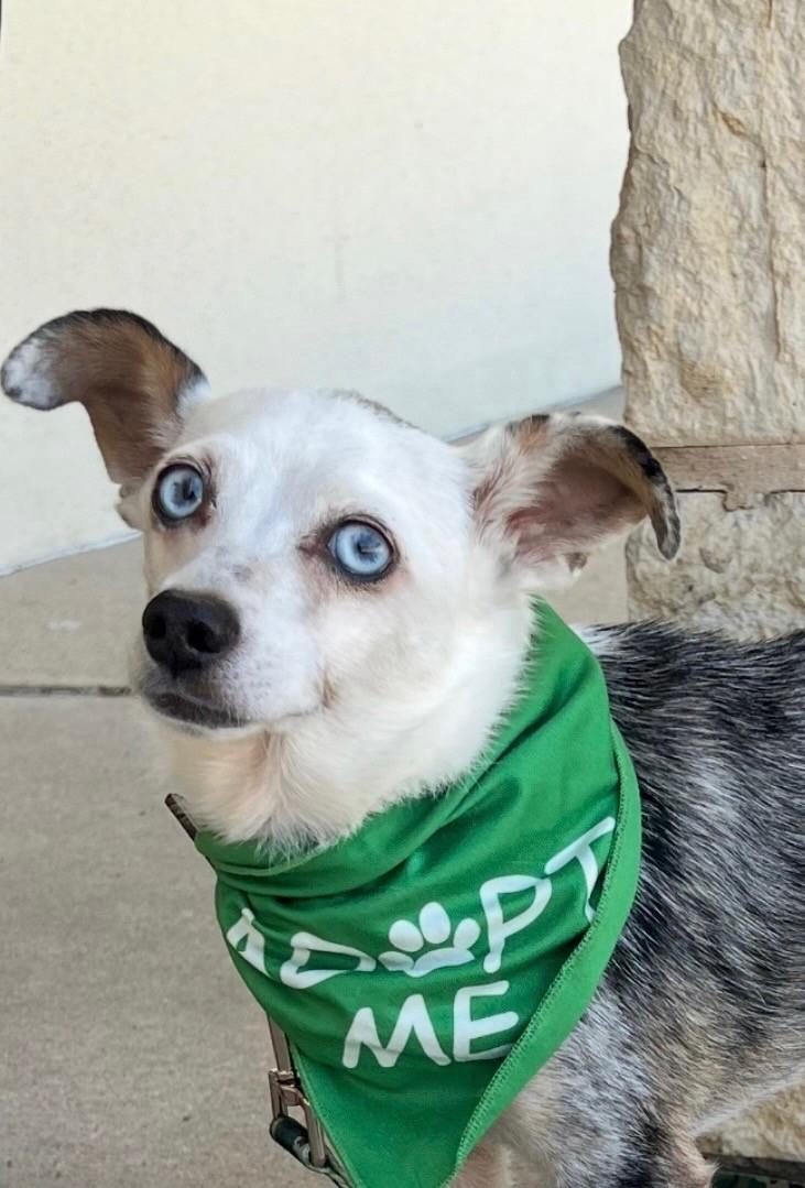 Chico, Adoptable, Adult Male Australian Shepherd & Chihuahua.