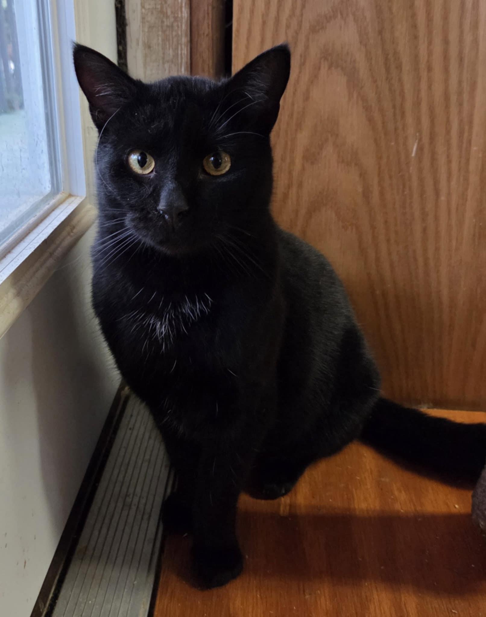 Lyft, ADOPTABLE, Young Male Domestic Short Hair.