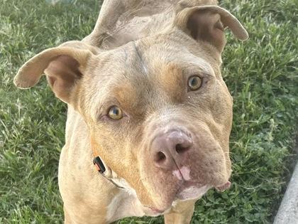 Louie