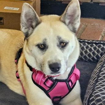 Kyno, adopted, Adult Female Siberian Husky.