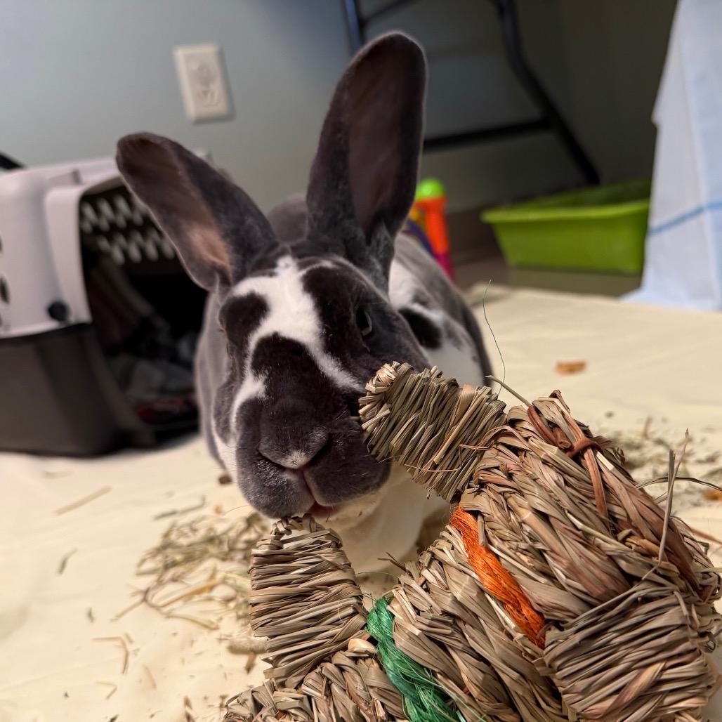 Thackery Earwicket, Adoptable, Adult Male Rex.