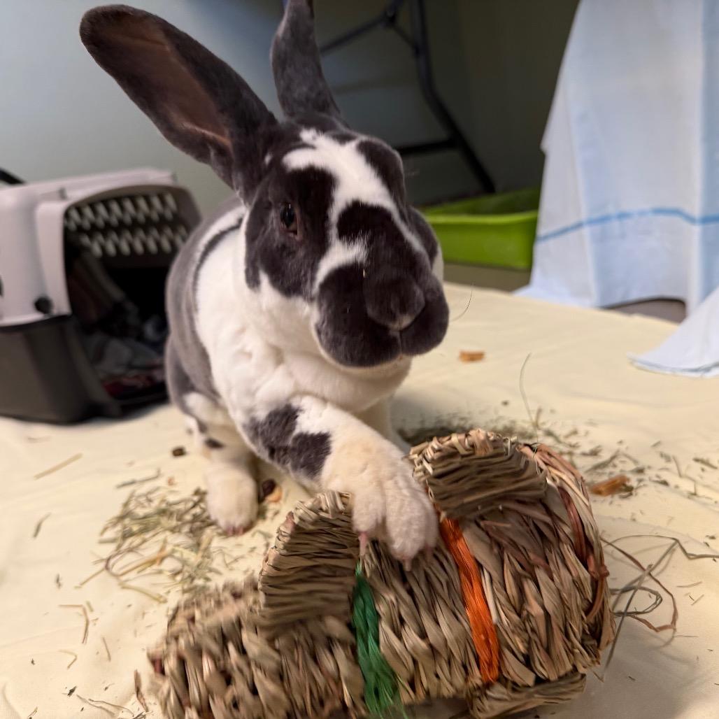 Enlarge Thackery Earwicket, a Adoptable Rex in Middlebury, VT image 2/3