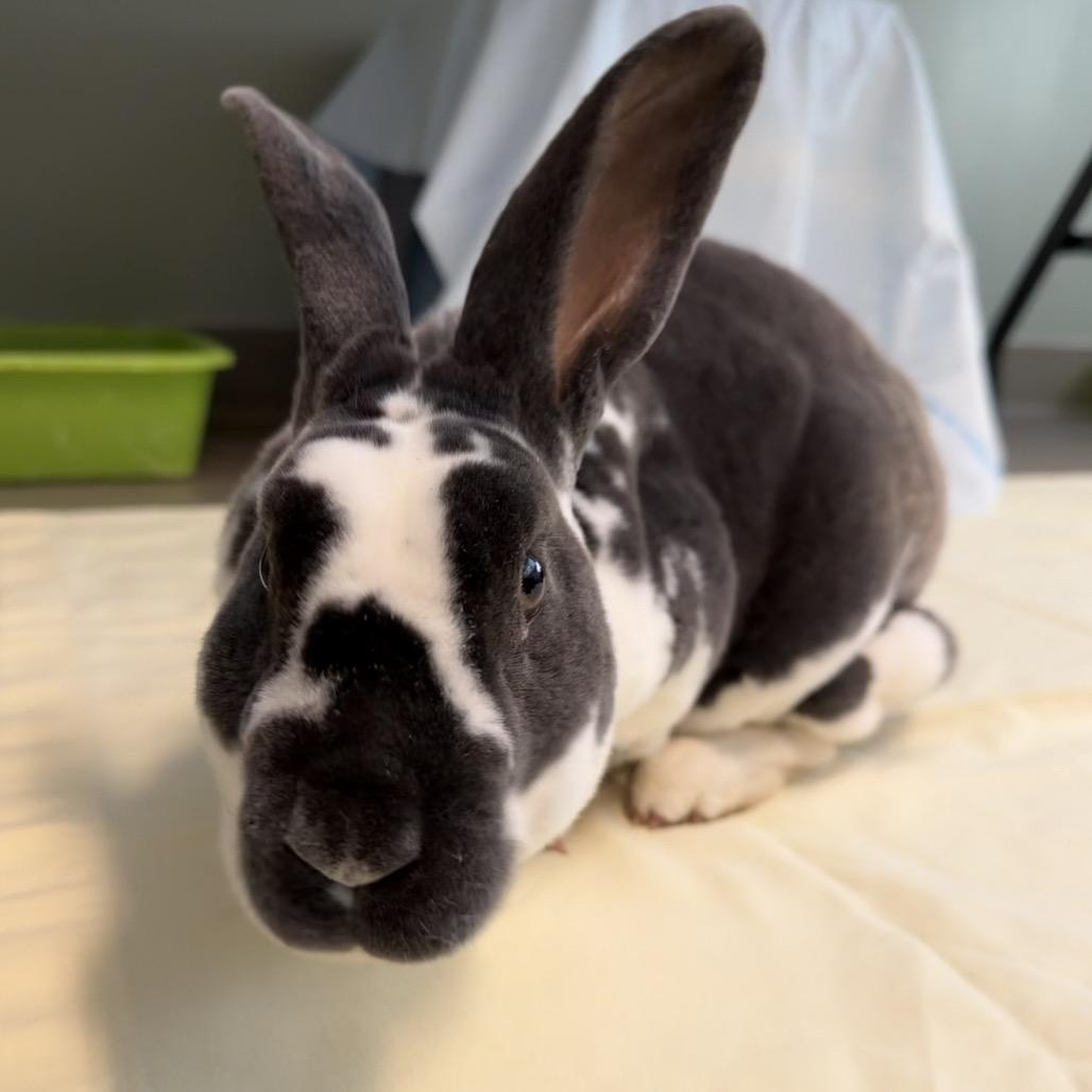 Enlarge Thackery Earwicket, a Adoptable Rex in Middlebury, VT image 3/3
