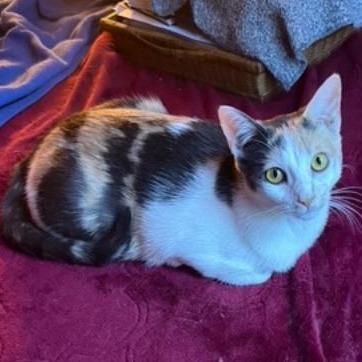 Molly Mae, a Adoptable Domestic Short Hair in Los Angeles, CA image 1/4