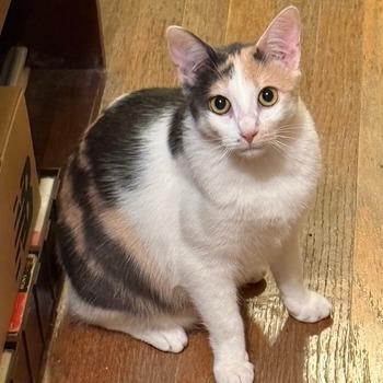 Molly Mae, a Adoptable Domestic Short Hair in Los Angeles, CA image 2/4
