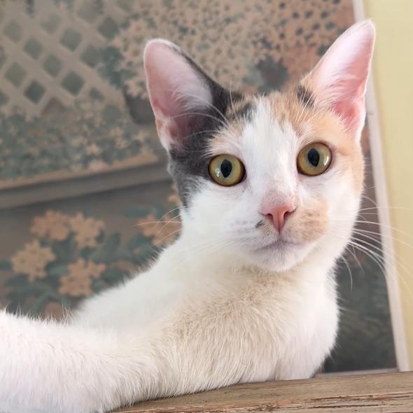 Molly Mae, a Adoptable Domestic Short Hair in Los Angeles, CA image 4/4
