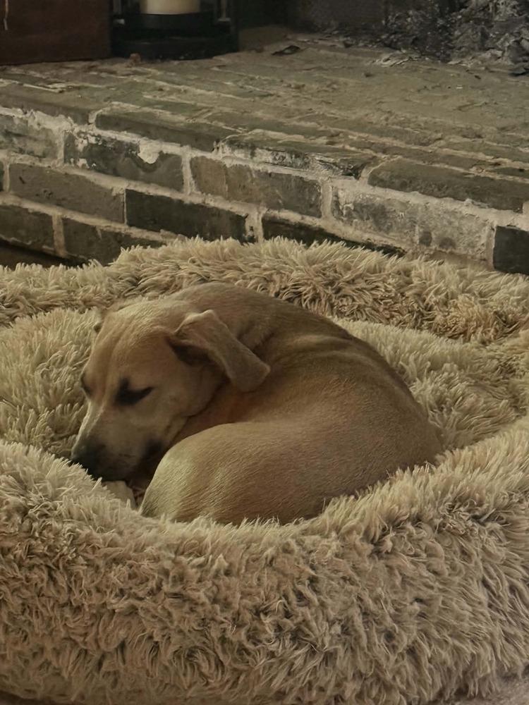 Enlarge Bene, a Adoptable mixed breed in Gillsville, GA image 4/6
