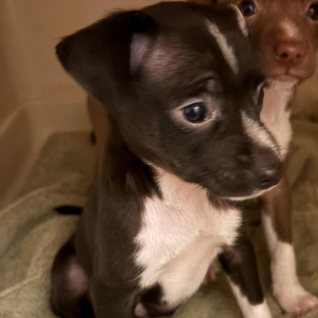 Coachella, Adoptable, Puppy Male Terrier & Chihuahua.