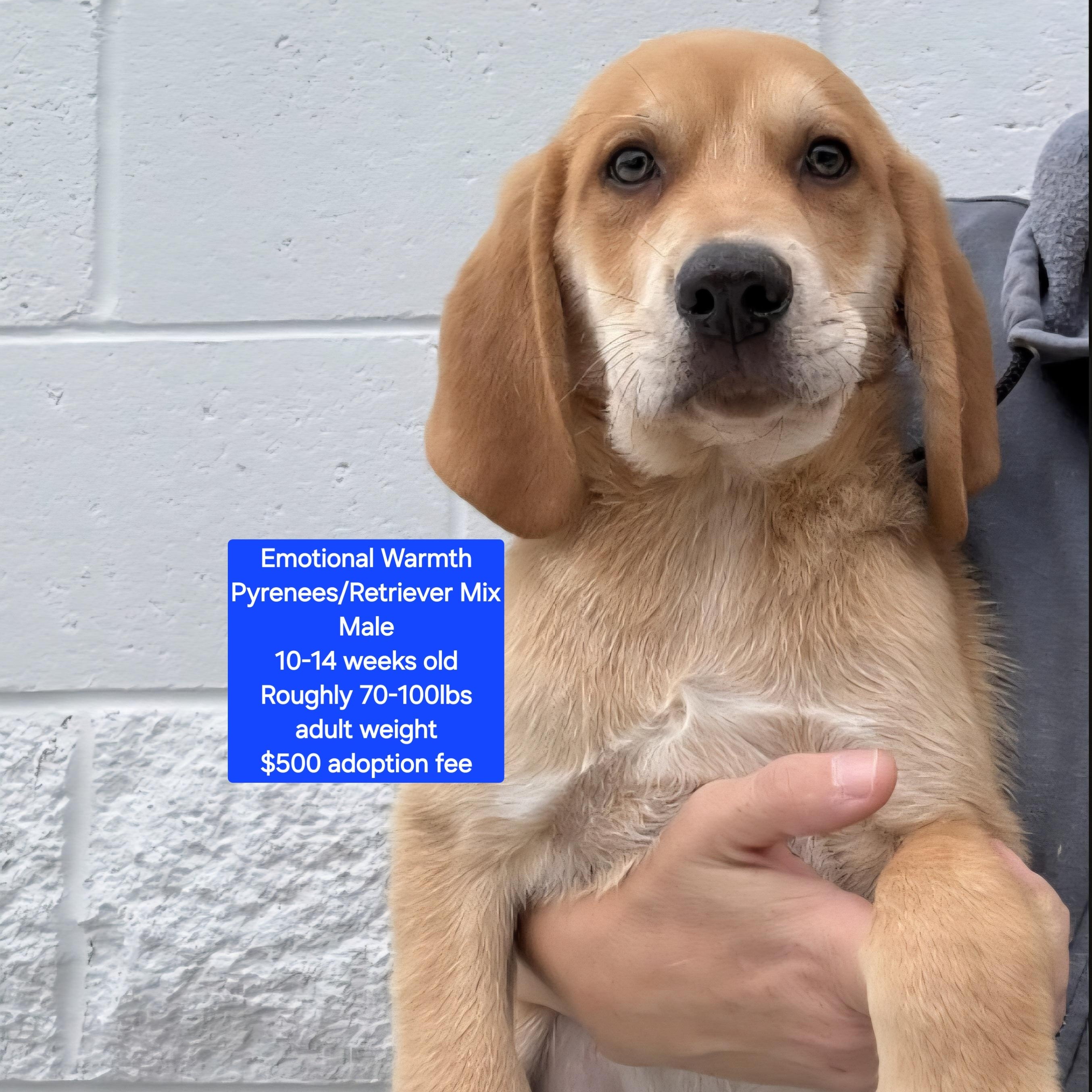 Enlarge Emotional Warmth , a ADOPTABLE mixed breed in Oviedo, FL image 1/1