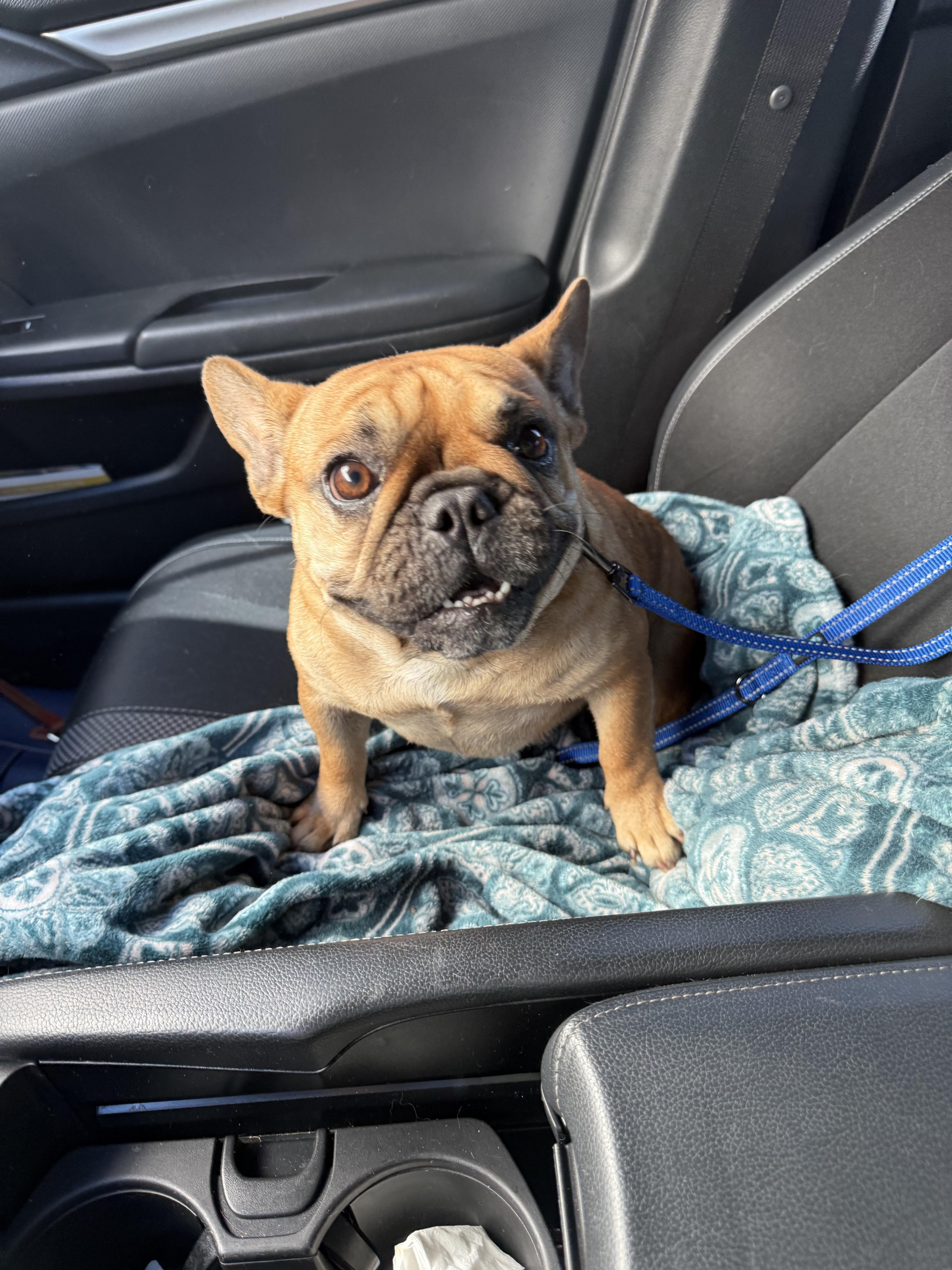 Enlarge Nadia aka Toast, a Adoptable French Bulldog in Houston, TX image 1/6