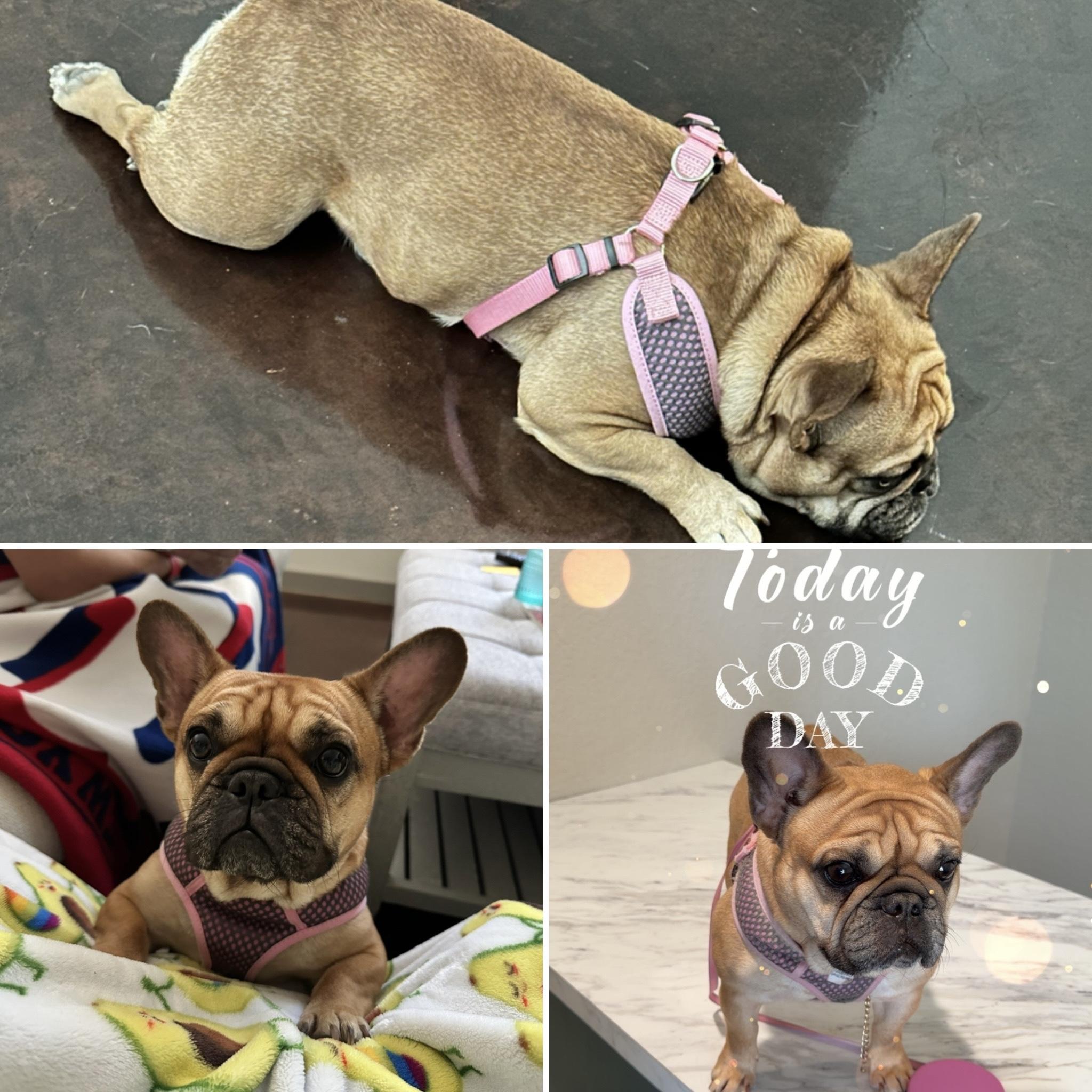 Enlarge Nadia aka Toast, a Adoptable French Bulldog in Houston, TX image 4/6